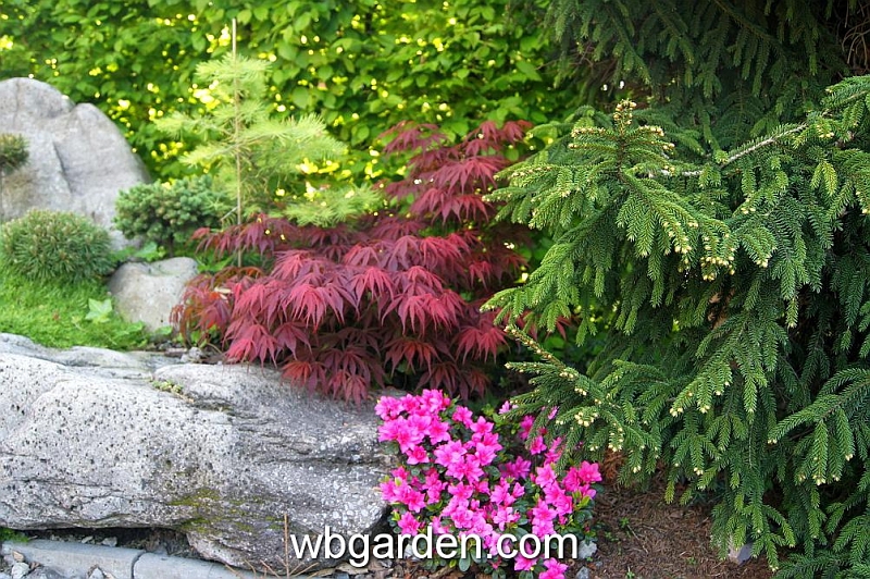 wbgarden spring 64.JPG